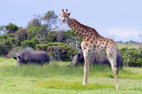 Port Elizabeth South Africa Extreme Hotel Promo Code for Agoda.com